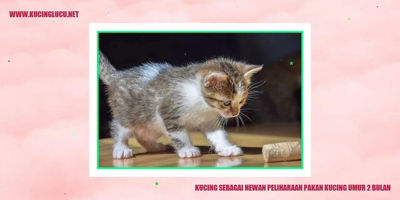 Gambar kucing