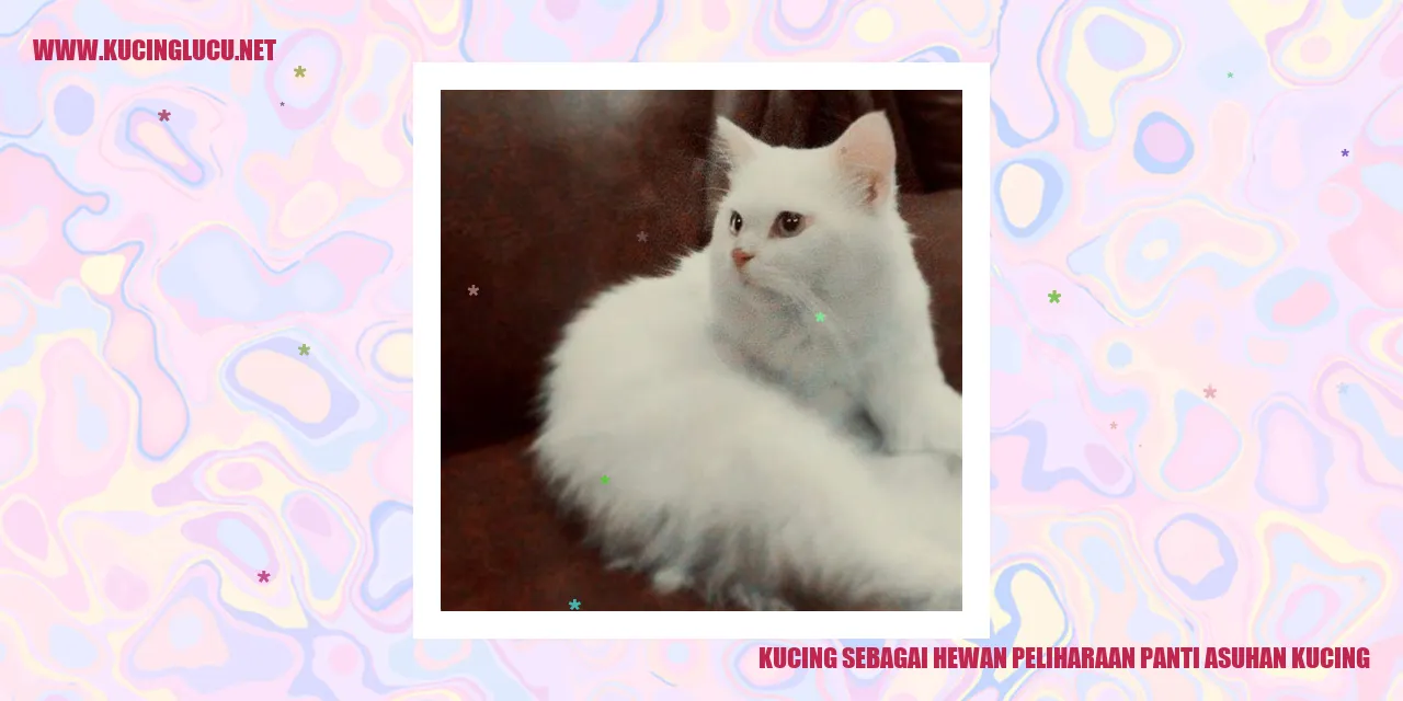 Kucing sebagai Teman di Panti Asuhan Kucing