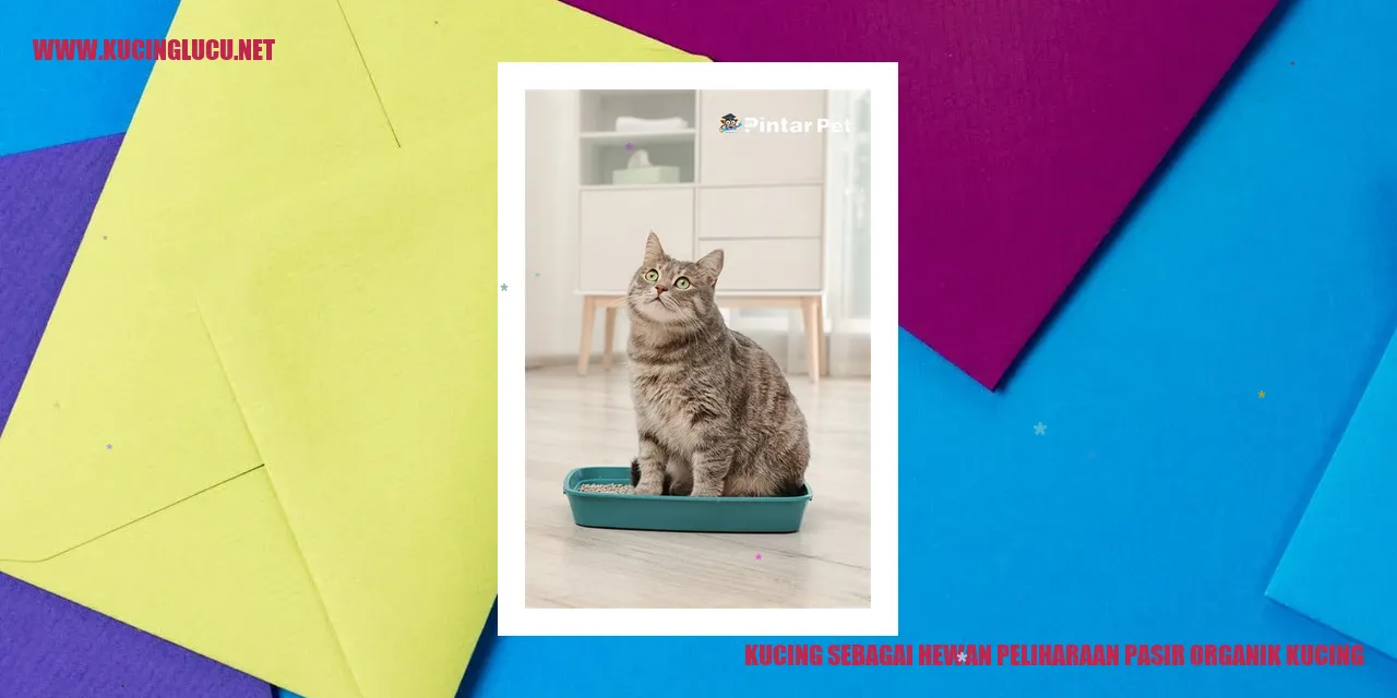 Kucing kecil dengan pasir organiknya