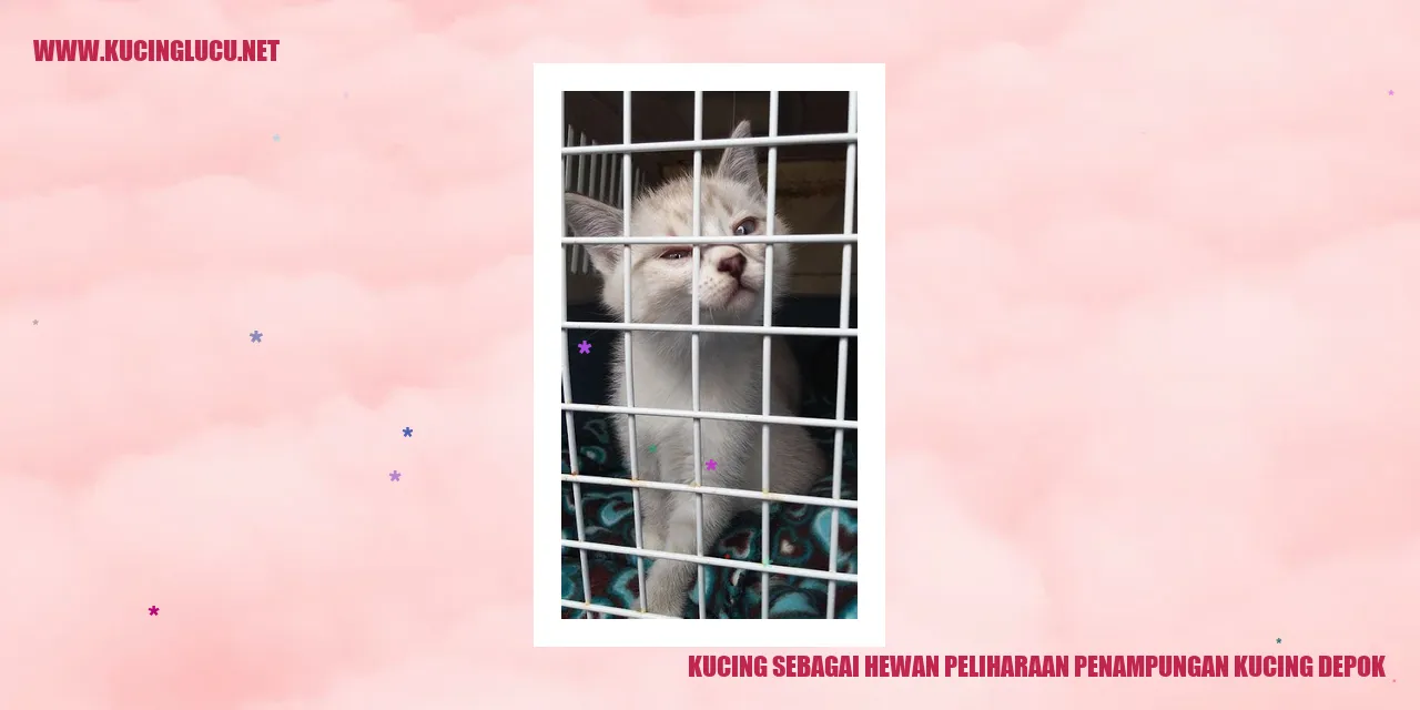 gambar kucing sedang dipeluk oleh seseorang