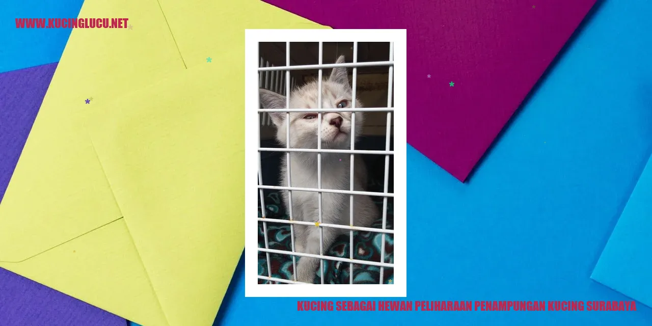 Kucing sebagai Teman Hidup di Penampungan Kucing Surabaya