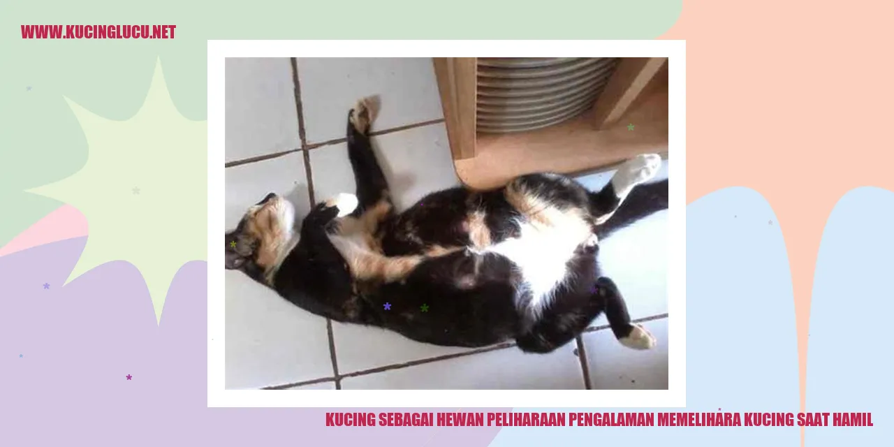 Kucing sebagai Hewan Peliharaan pengalaman memelihara kucing saat hamil