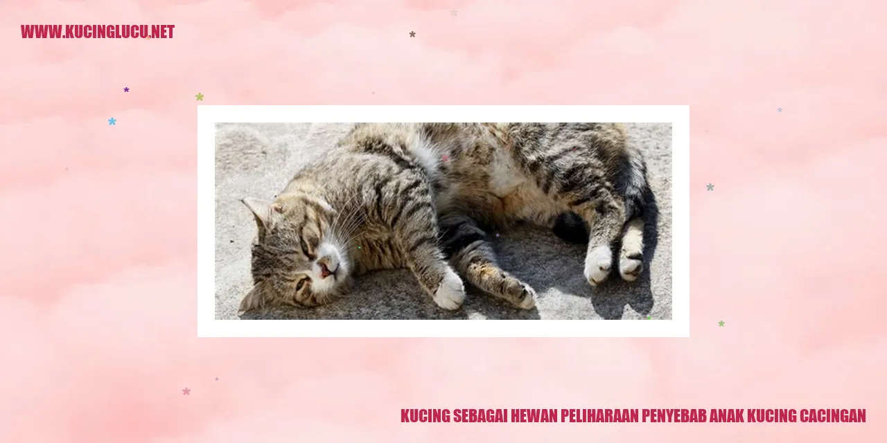 Gambar kucing sedang makan