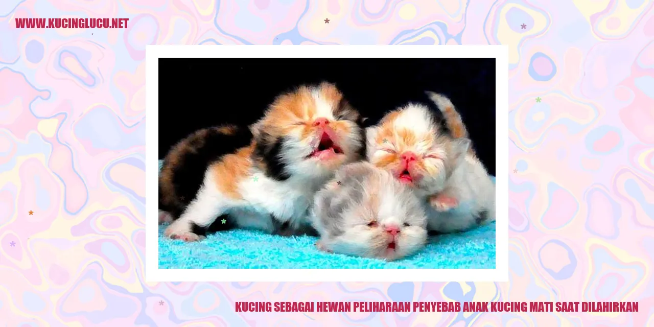Gambar Kucing