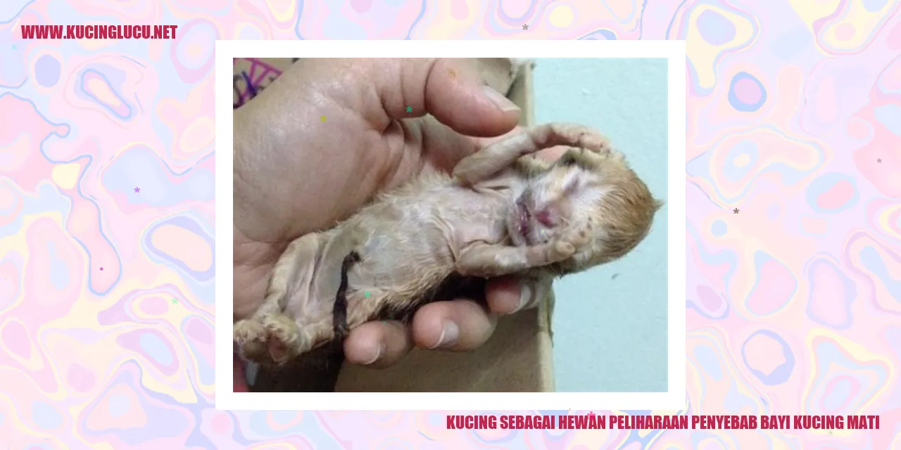 Gambar Kucing