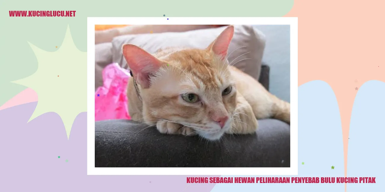 Kucing pitak