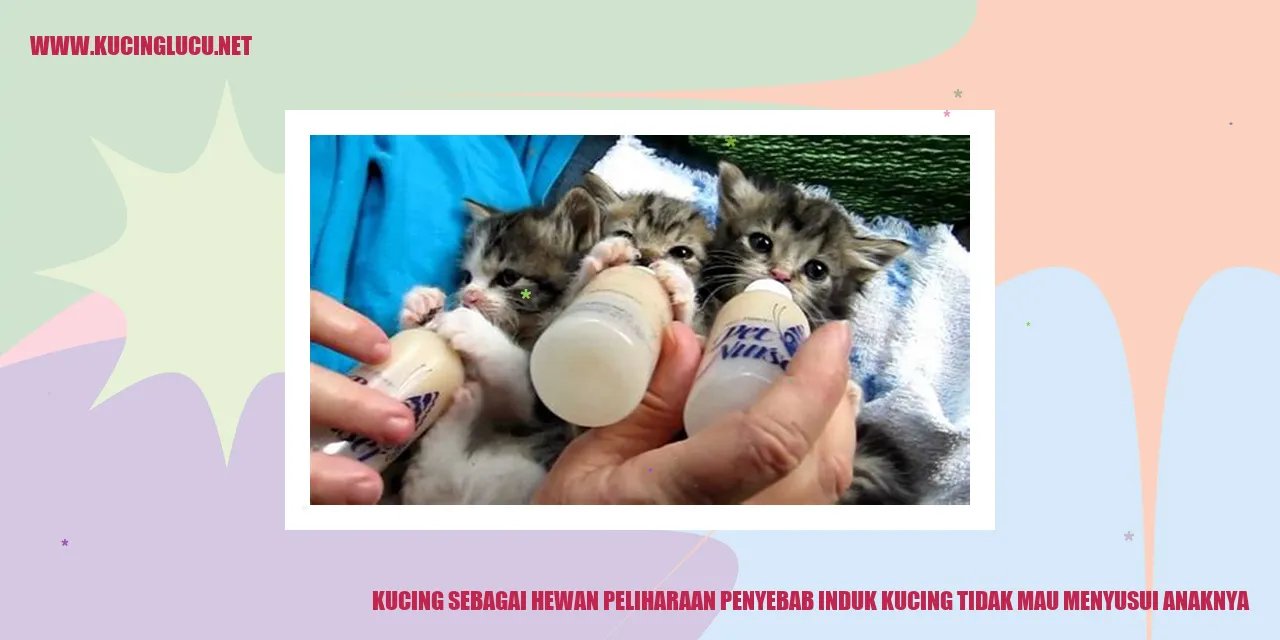 Kucing sebagai Hewan Peliharaan penyebab induk kucing tidak mau menyusui anaknya