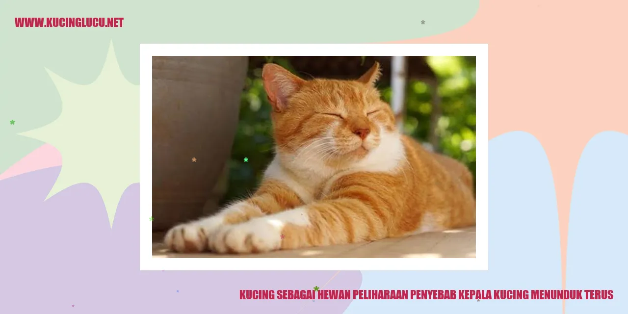 Gambar Kucing Menundukkan Kepala