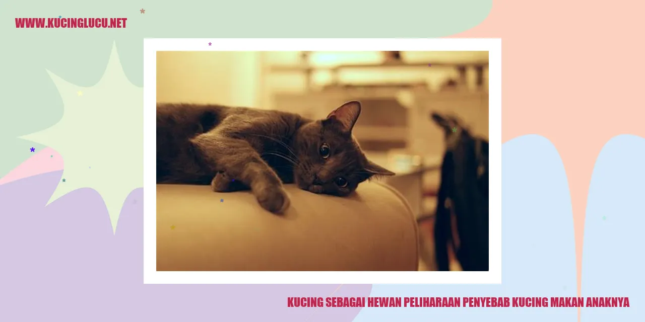 Kucing sebagai Hewan Peliharaan penyebab kucing makan anaknya