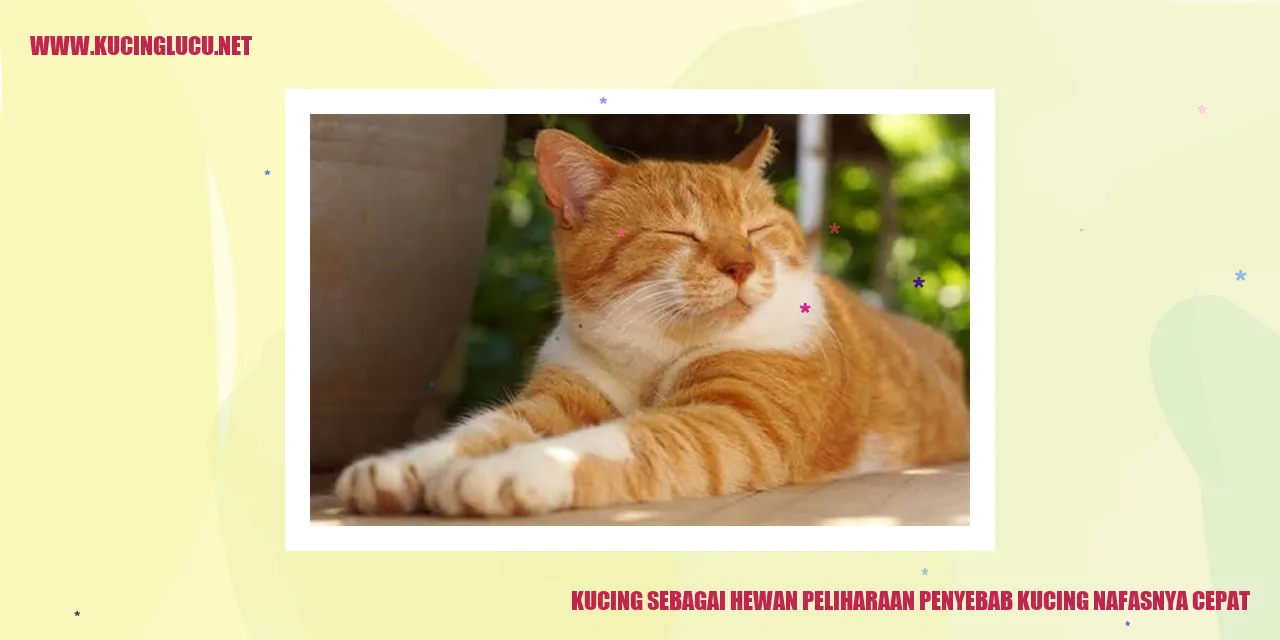 Gambar kucing