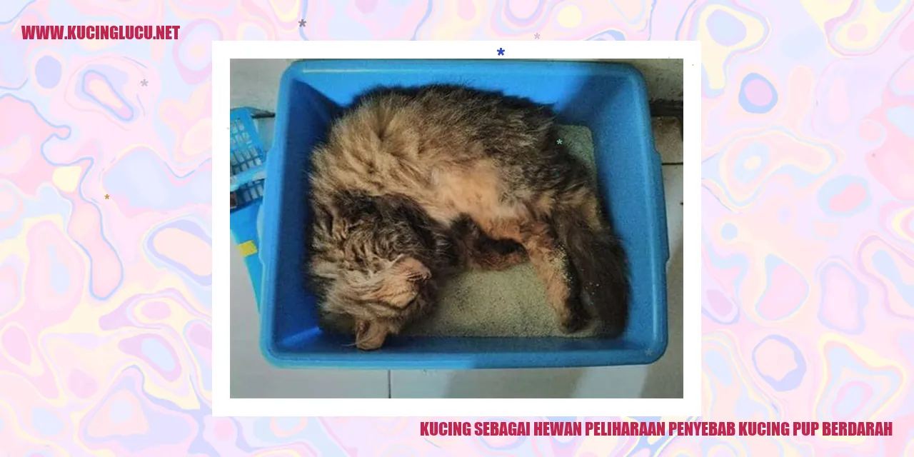 Kucing pup berdarah