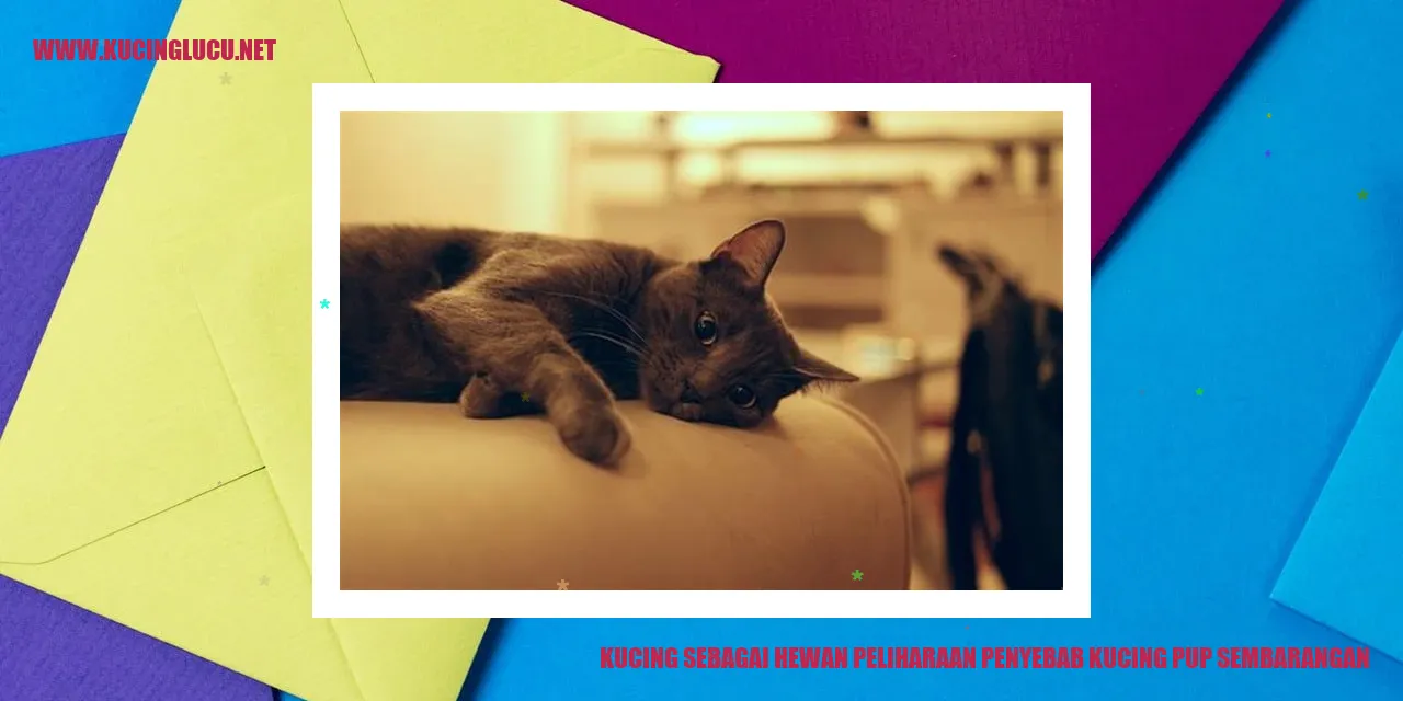 Gambar Kucing Pup Sembarangan