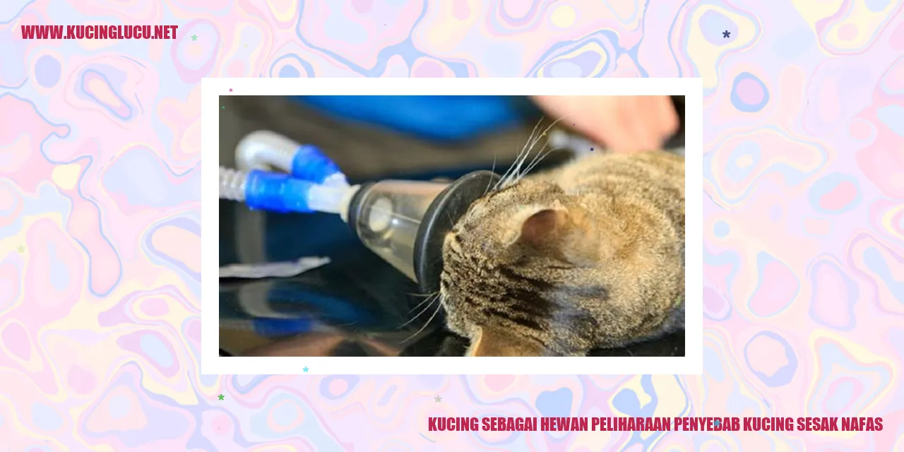 Gambar Kucing