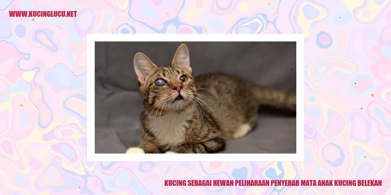 Gambar Kucing
