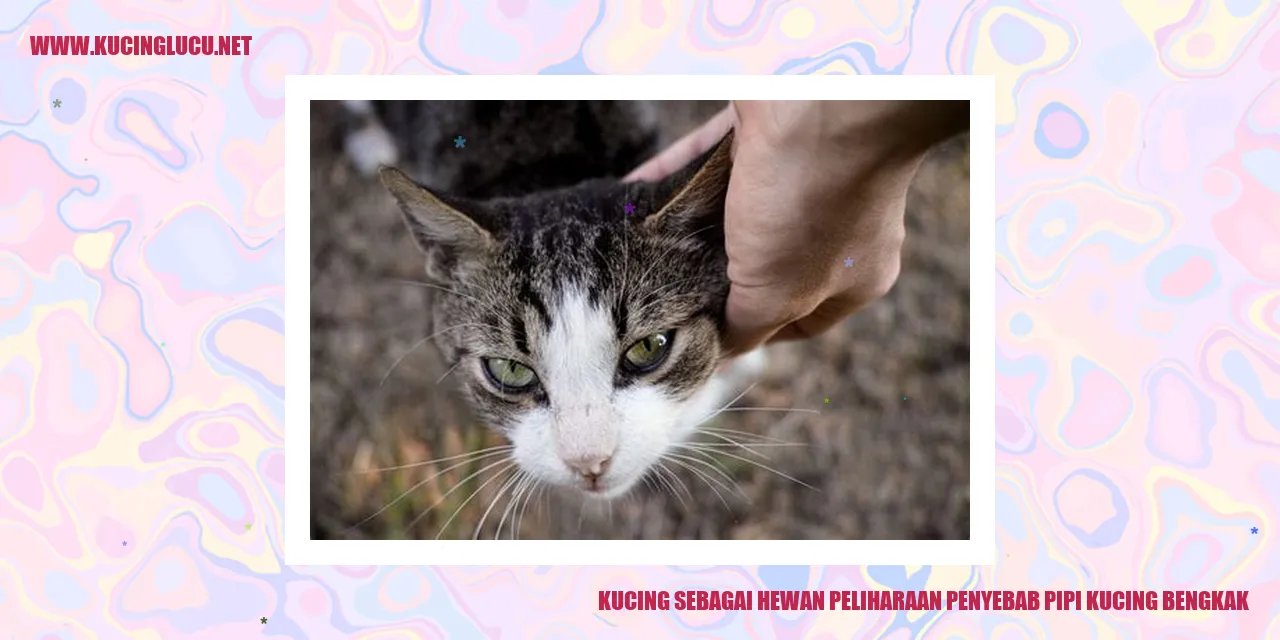 gambar kucing