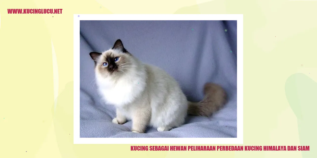 Kucing Himalaya dan Siam