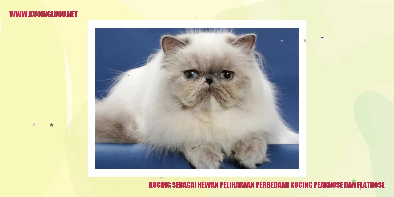 kucing peaknose dan flatnose