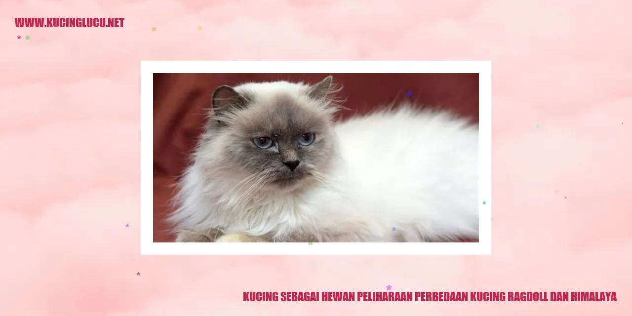 Kucing Ragdoll dan Himalaya