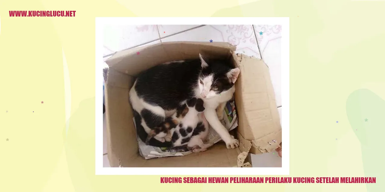 Kucing baru melahirkan