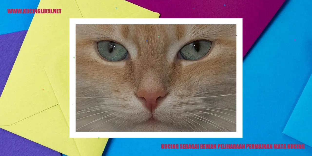 Kucing sebagai Hewan Peliharaan permainan mata kucing