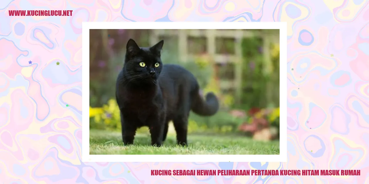 Gambar Kucing