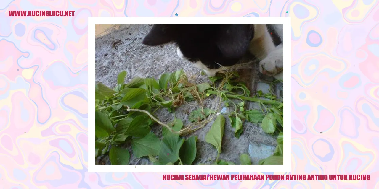 Foto kucing lucu