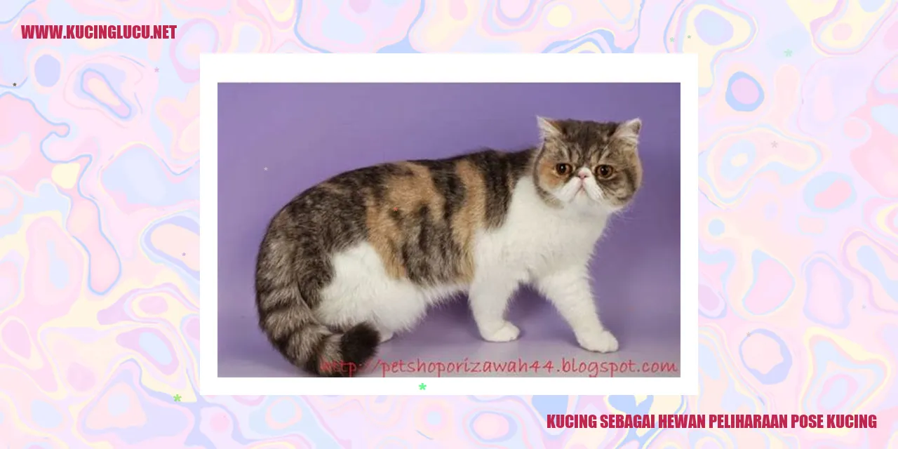 Kucing Lucu