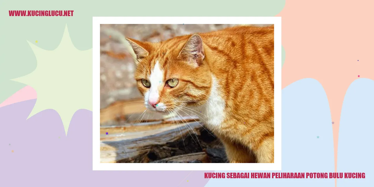 Potong Bulu Kucing