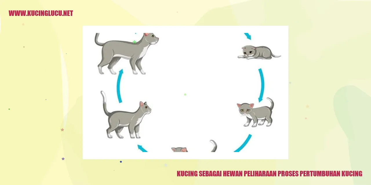 Kucing Lucu