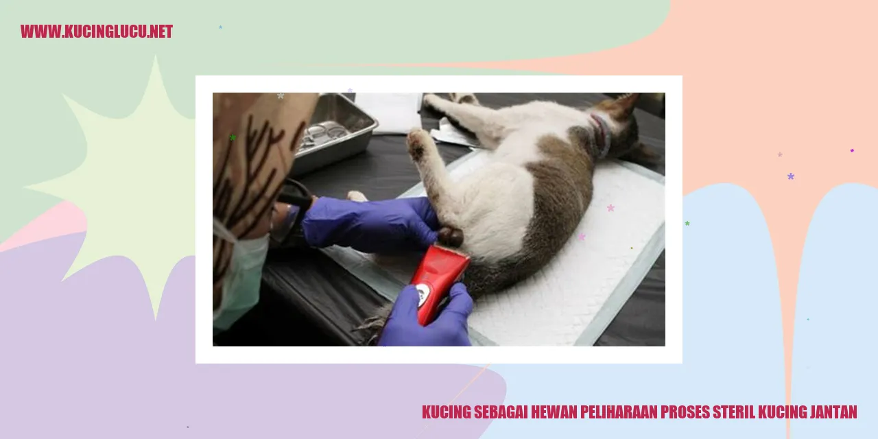 Kucing sebagai Hewan Peliharaan proses steril kucing jantan