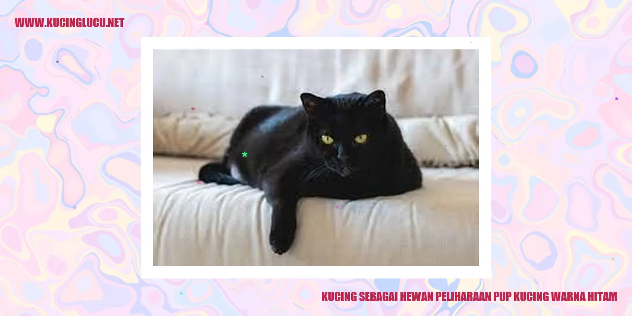 Kucing Peliharaan