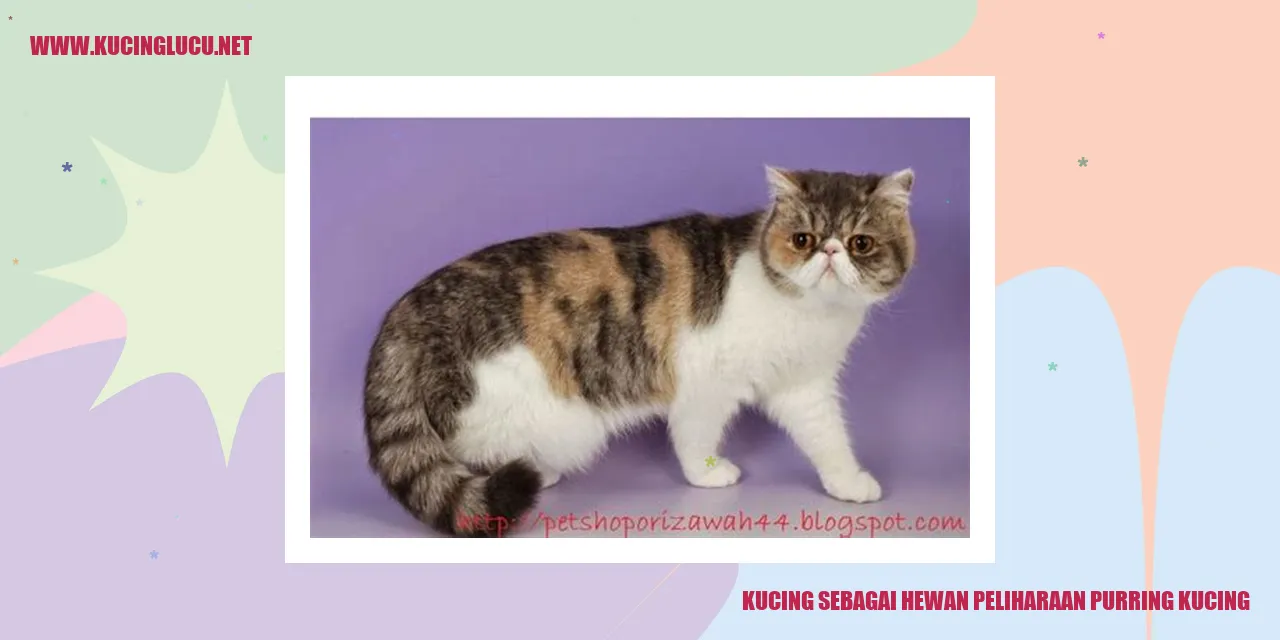 Gambar Kucing sedang purring