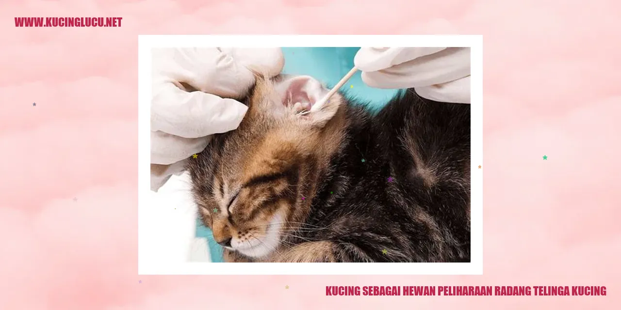 gambar kucing lucu