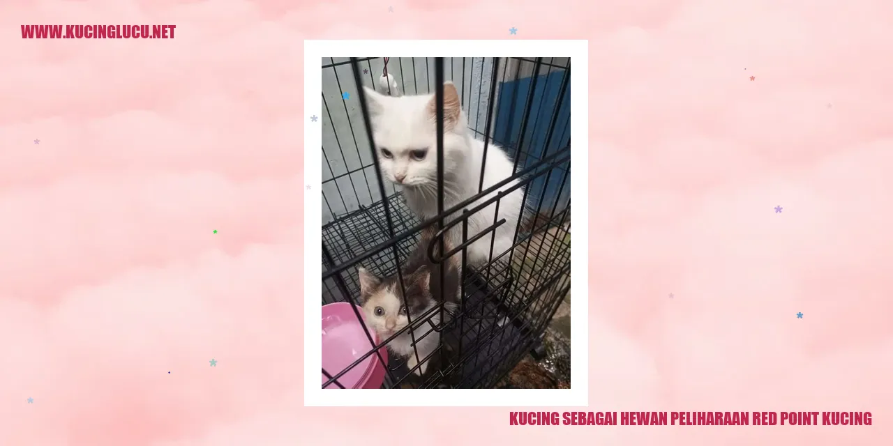 Kucing Peliharaan Red Point Kucing