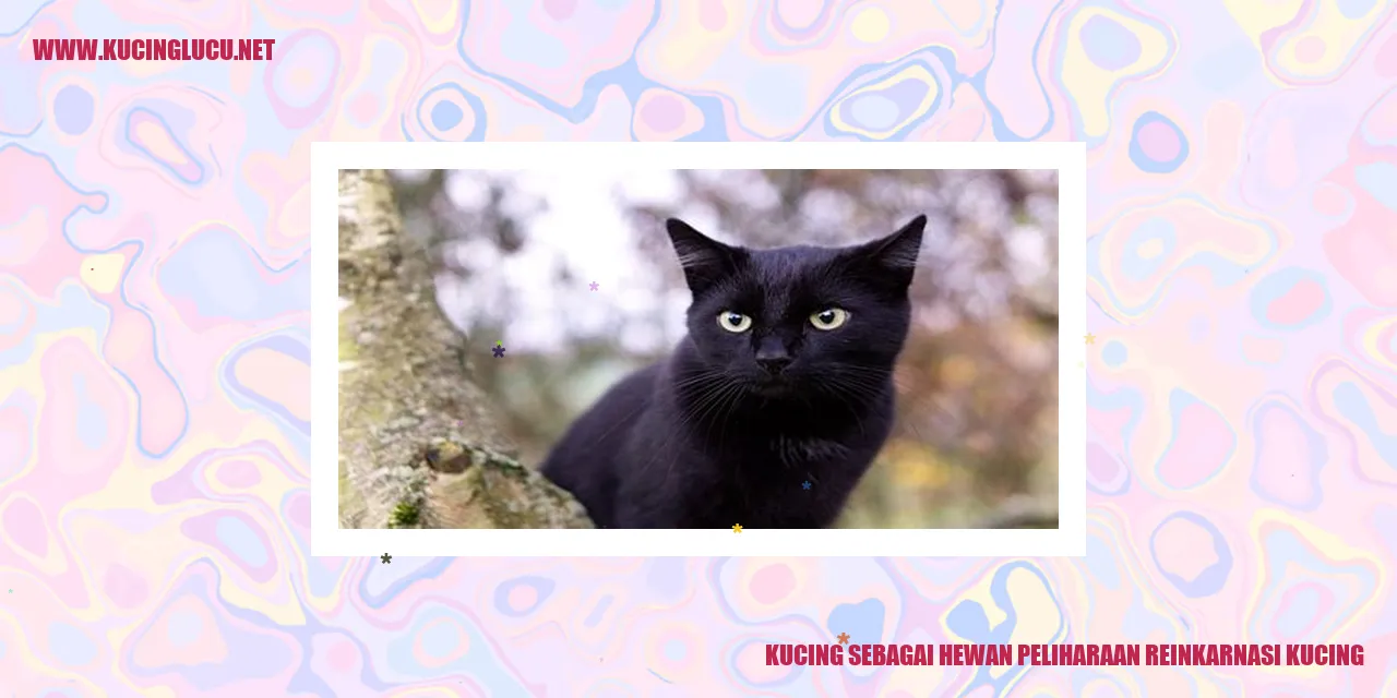 Gambar Kucing sebagai Hewan Peliharaan