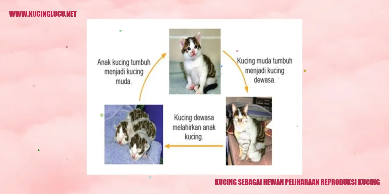Kucing sebagai Hewan Peliharaan reproduksi kucing