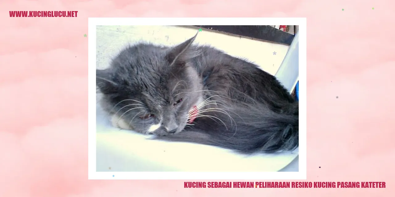 Gambar Kucing