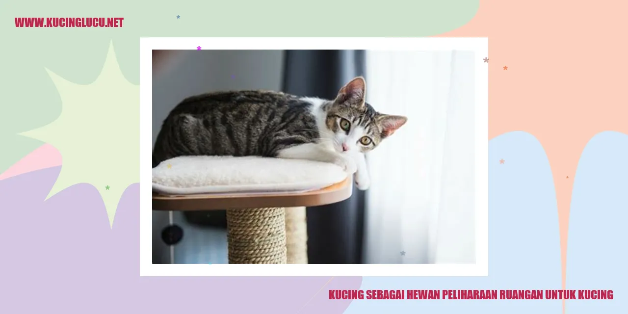 Kucing sebagai Hewan Peliharaan ruangan untuk kucing