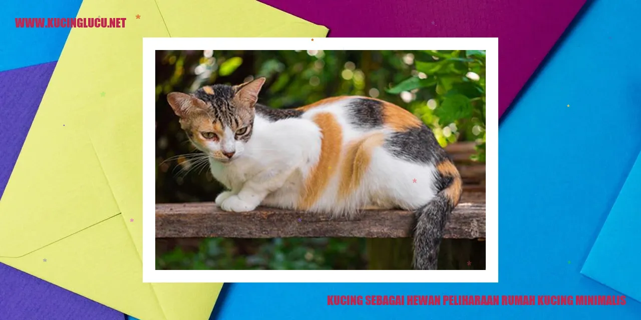 Kucing sebagai Hewan Peliharaan rumah kucing minimalis