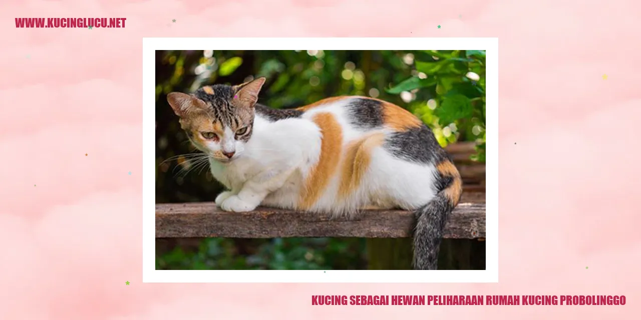 Kucing sebagai Hewan Peliharaan rumah kucing probolinggo