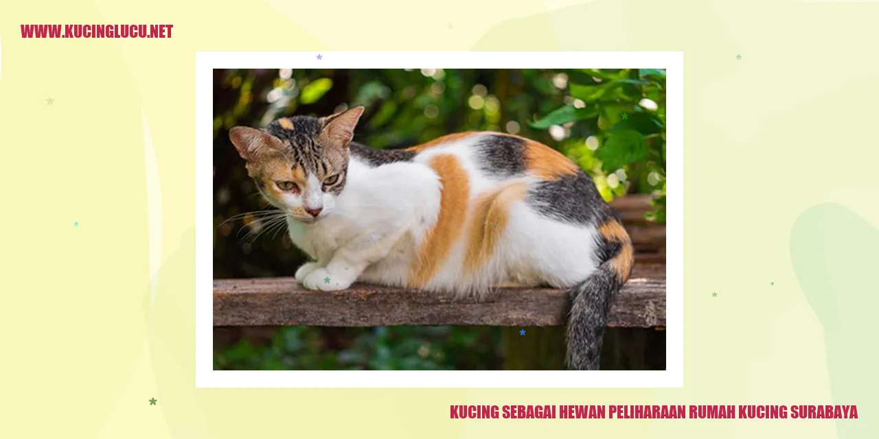 kucing surabaya
