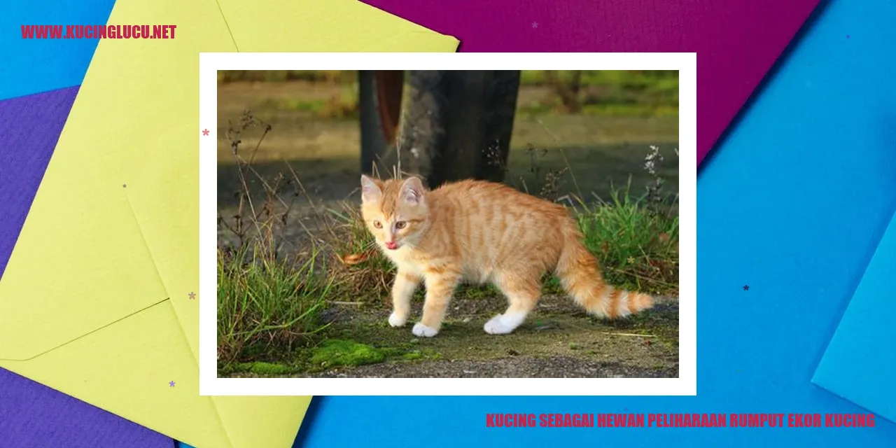 Foto Kucing dengan Rumput Ekor Kucing