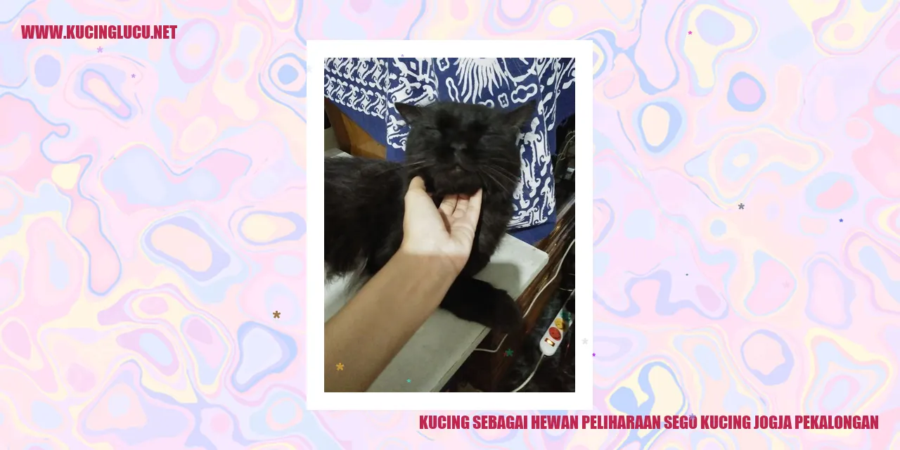 Seekor Kucing yang Santai di Sego Kucing Jogja Pekalongan