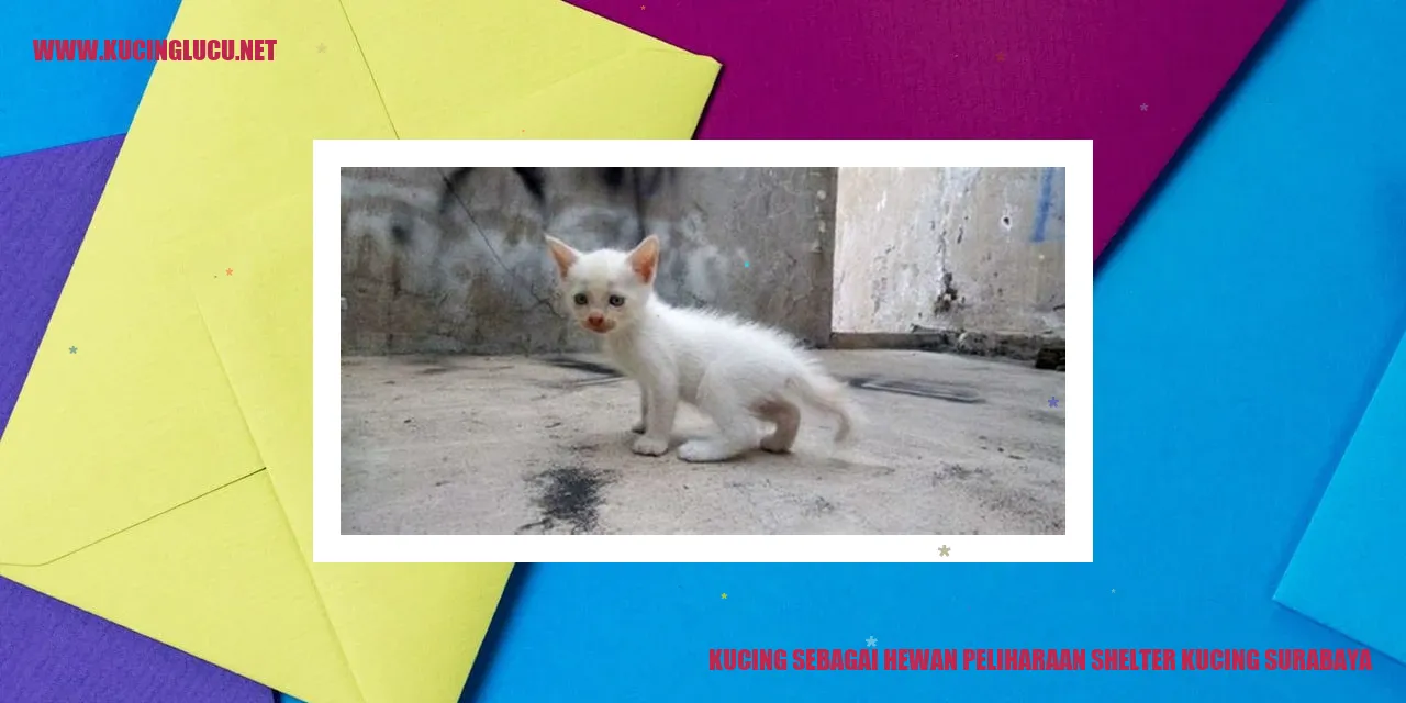 Kucing sebagai Hewan Peliharaan di Shelter Kucing Surabaya