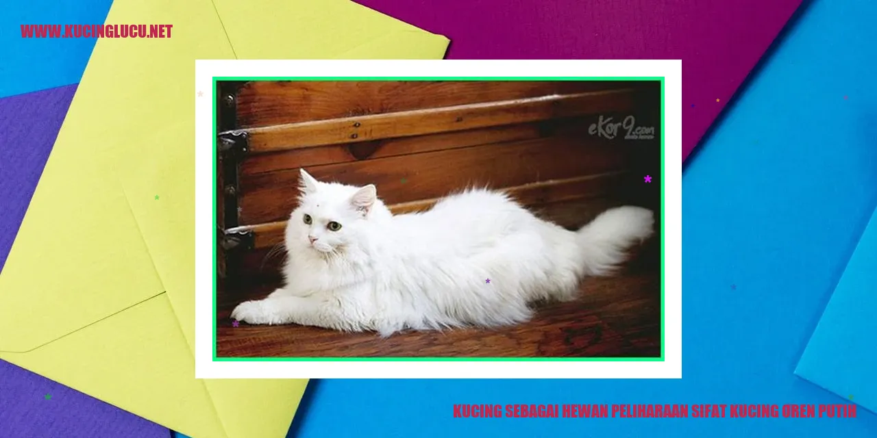 kucing oren putih