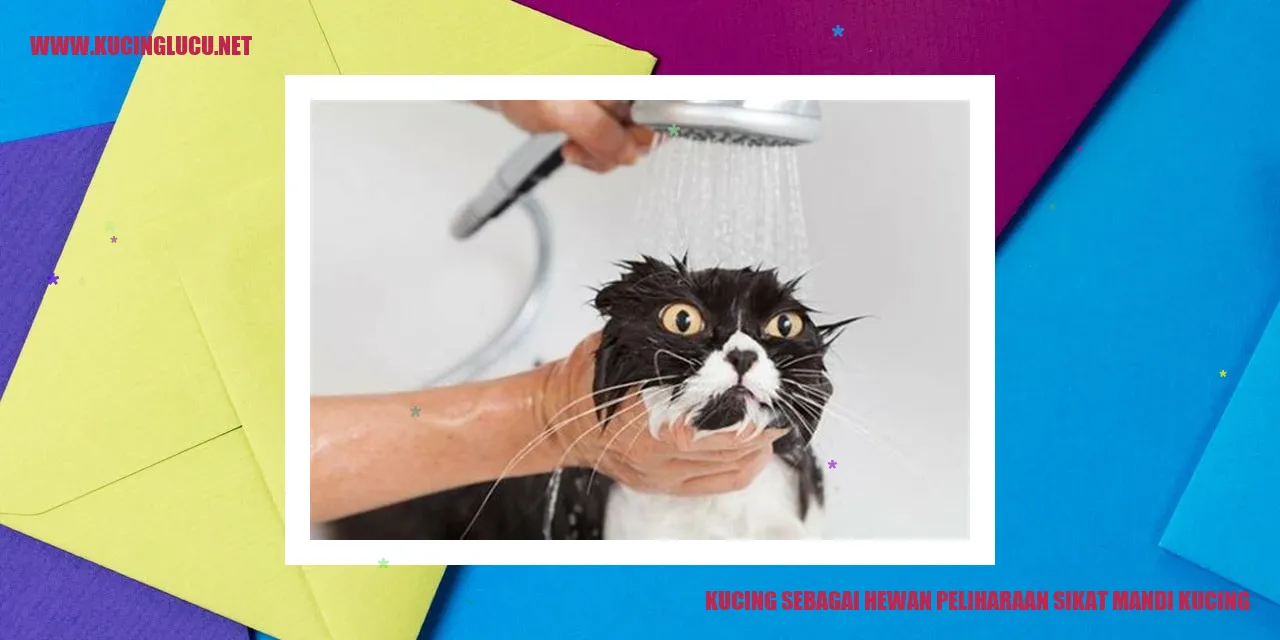 Kucing yang sedang disikat