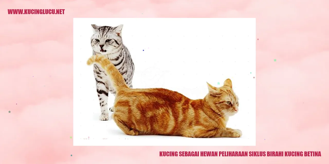 Gambar Kucing Betina