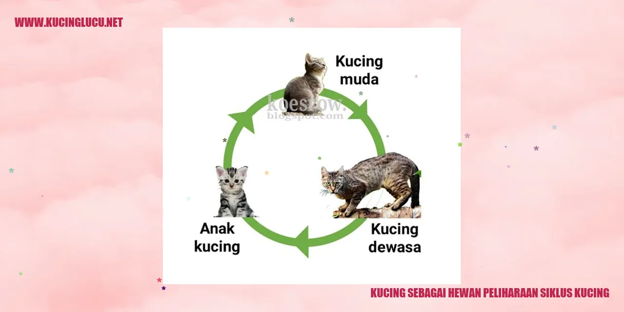 Kucing sebagai Hewan Piaraan: Tahun Hidup Kucing