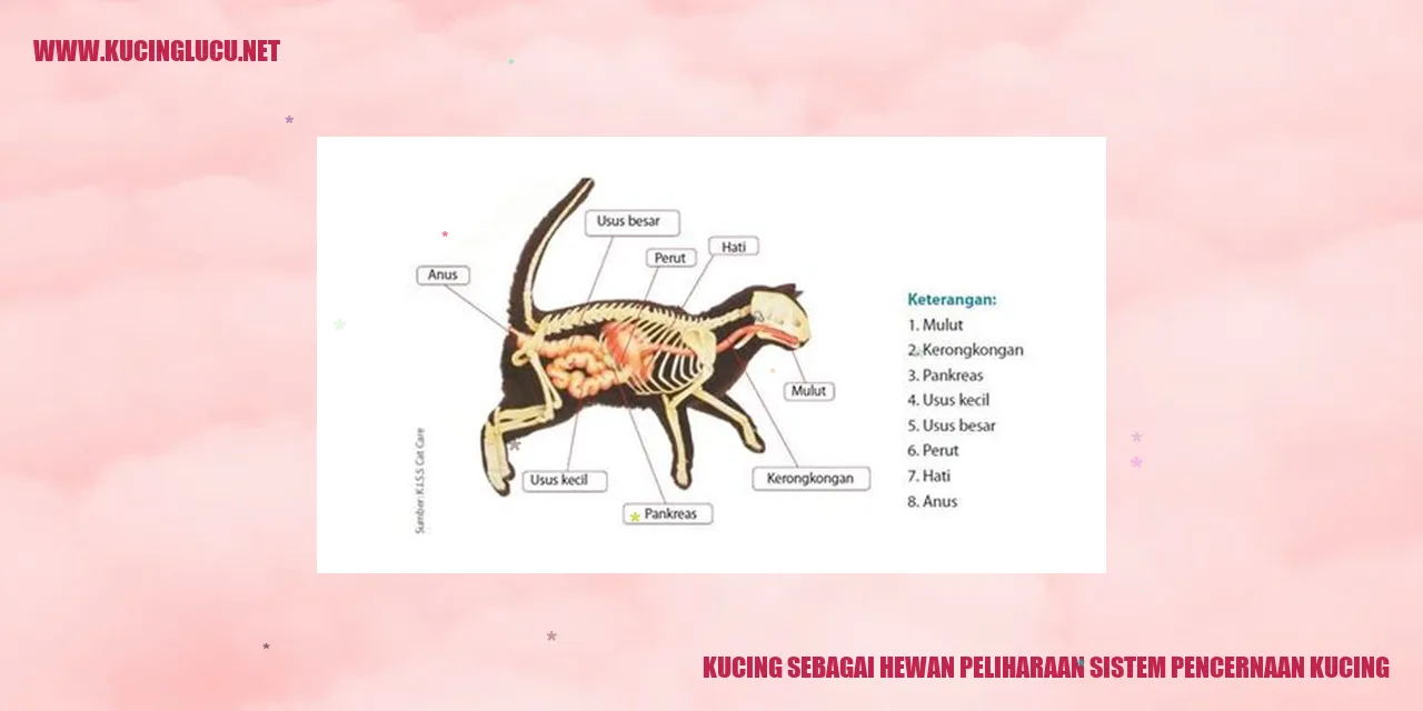 Gambar kucing