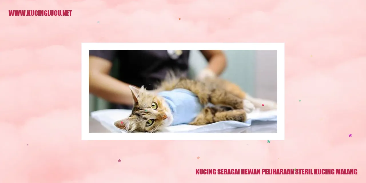 Kucing sebagai Hewan Peliharaan steril kucing malang